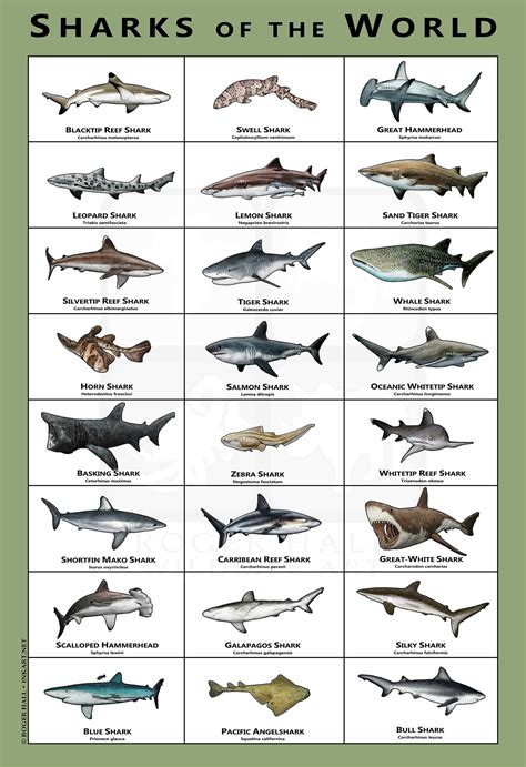 Sharks of the World Art Poster / Field Guide - Etsy Australia