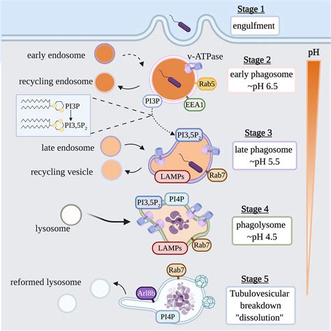 Frontiers | Examining the Underappreciated Role of S-Acylated Proteins as Critical Regulators of ...