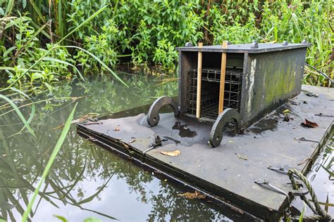 Mink trapping helps rare water-vole populations recover in the Broads