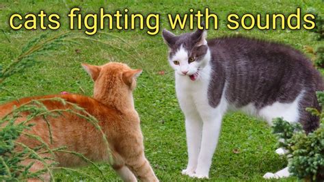 cats fighting with sounds || बिल्ली का भयानक आवाज - YouTube