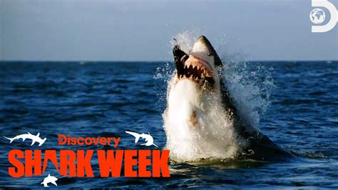 A Juvenile Great White Shark ATTACKS A Seal Decoy! | Shark Week - YouTube