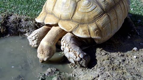 Sulcata Tortoise Drinking - YouTube