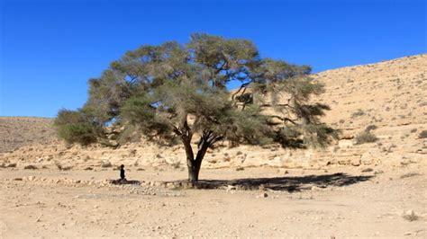 The top 10 most amazing trees in Israel - ISRAEL21c