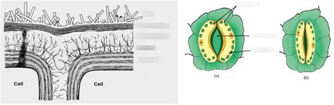 Plant Dermal Tissue