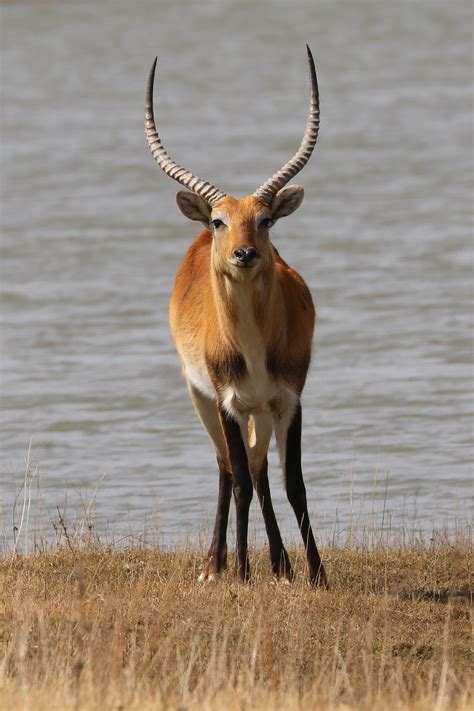 Lechwe Lechwee Marsh Antelope - Free photo on Pixabay - Pixabay