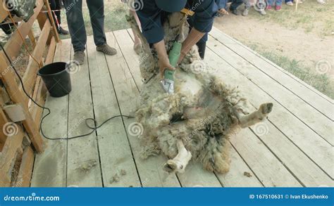 Men Shearer Shearing Sheep at Agricultural Show in Competition. Electric Professional Sheep ...