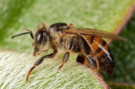 Premium Photo | Apis mellifera western honey bee european