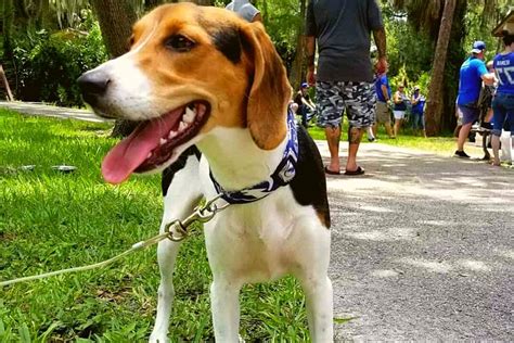 Coonhound Beagle Mix – Is This The Best Beagle Mix?