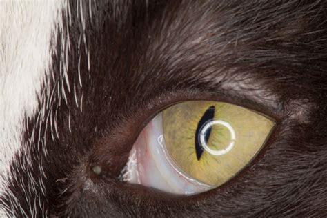 Nickhautvorfall bei der Katze: Weiße Haut vor dem Auge | zooplus