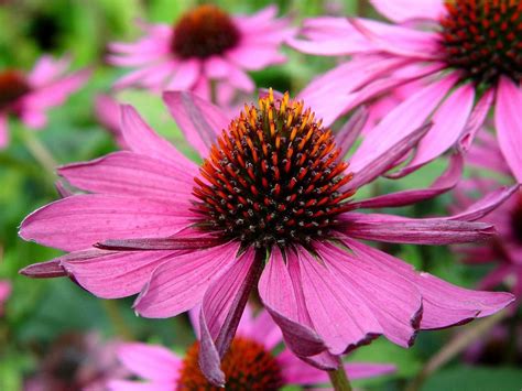 Black-eyed susans turned into coneflowers - pennlive.com