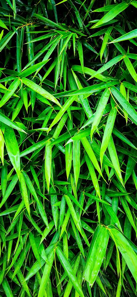 Nature, background, bamboo, dark, green, leafs, wild, wildlife, HD ...