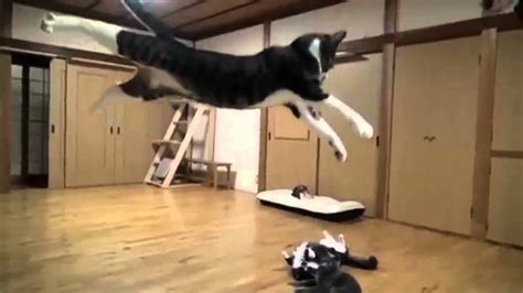 funny cats falling compilation,funny cats compilation 2015,funny cat ...