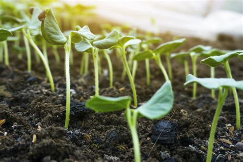 Growing Okra from Seeds or Seedlings - Food Gardening Network