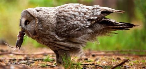 owl eating mouse - Bird Watching HQ