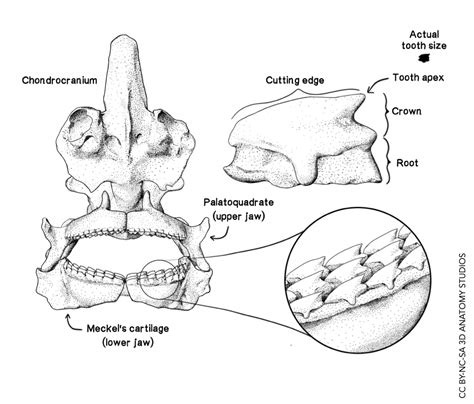 Spiny dogfish shark tooth in context - 3D Anatomy Studios