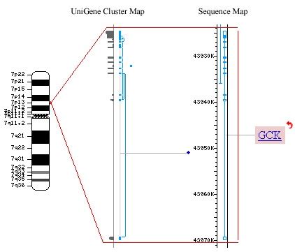 Figure 1, Location of GCK on the human genome - The Genetic Landscape ...