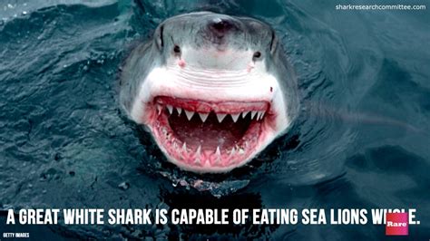 Eating Habits of the Great White Shark - YouTube