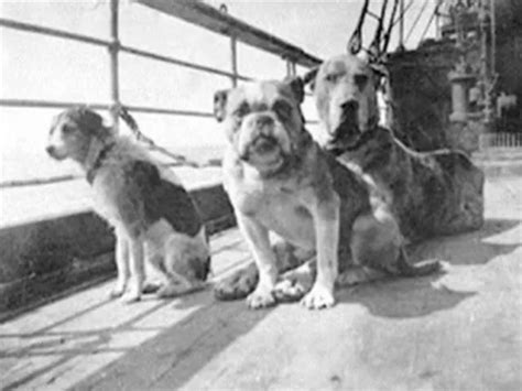 The Definitive Guide to the Dogs on the Titanic | Smithsonian