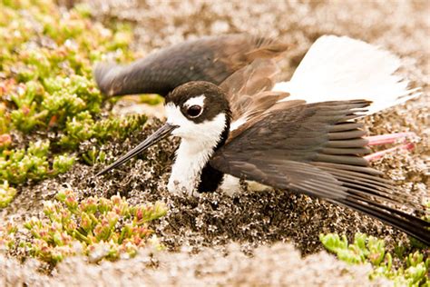 Black-necked stilt exhibiting a "broken wing" display | Flickr