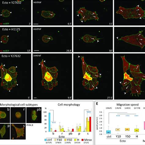 Gastrulation in frog embryo | Download Scientific Diagram