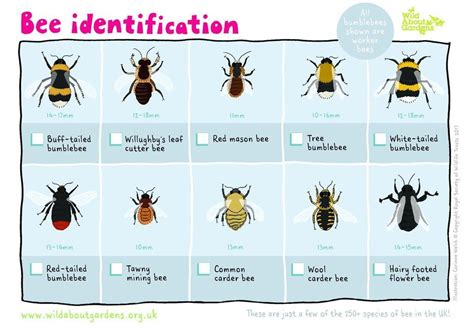 Pin by kat chen on chicken gardens | Bee identification, Bee, Types of bees