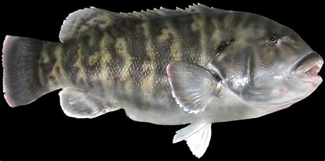 Tautog Fish Replica Mounts by Marine Creations Taxidermy