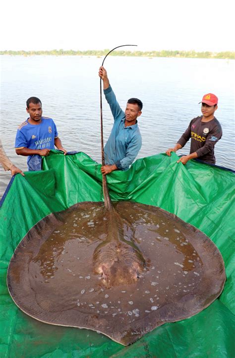 Watch a Giant Stingray’s Safe Return to Its River Home - The New York Times