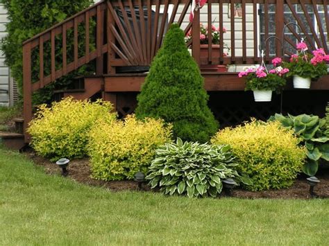 mixed evergreen border | shrubs for back of a mixed shrub border - Google Search | Landscaping ...