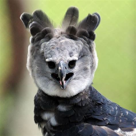 Meet The Harpy Eagle – One Of The Largest Birds In The World | Bored Panda