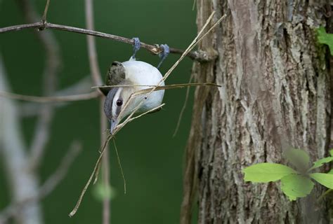 Red-eyed Vireo | Audubon Field Guide