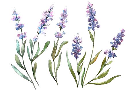 Bouquet of Idyll Lavender Watercolor Png Graphic by MyStocks - Creative ...