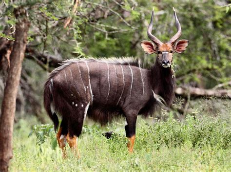 Addo Antelope Facts: Nyala | Addo Game Lodge | Addo Park Accommodation ...