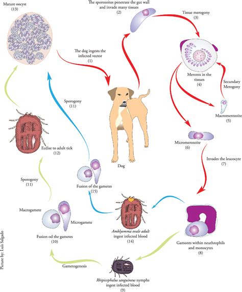 Figure 4 from Life Cycle of Hepatozoon canis in the Tick Rhipicephalus ...