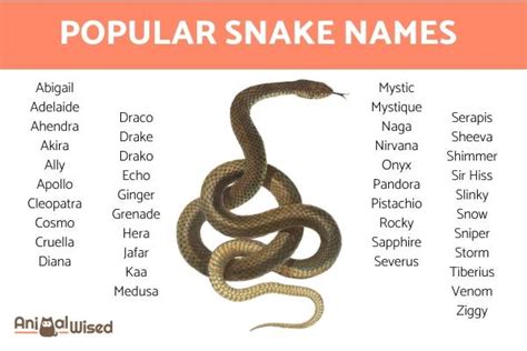 +200 Names for Pet Snakes - Creative, Original, Classic and Exotic Names