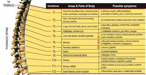 Pin on Chiropractic