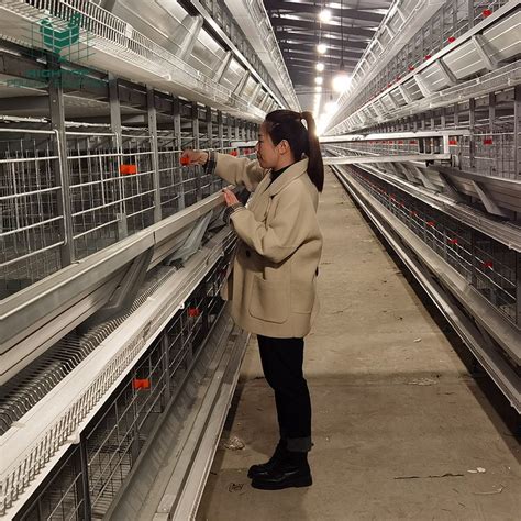 Commercial Egg Chicken Poultry Farming Equipment Fully Automatic H Type Chicken Layer Cage In ...