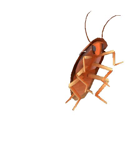 Roach Cockroach Sticker - Roach Cockroach Meme - Discover & Share GIFs