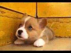 Dog Moving GIF - Find & Share on GIPHY