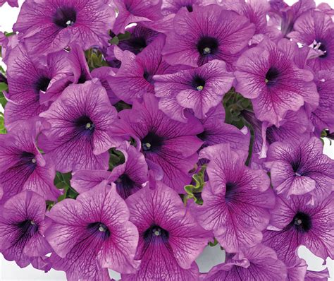 Petunia Dreams Midnight Blue F1 Hybrid : Egmont Seed Company Ltd, Online seed sales