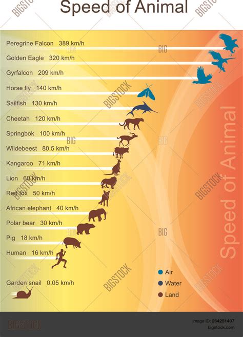 Fastest Animal Chart Vector & Photo (Free Trial) | Bigstock