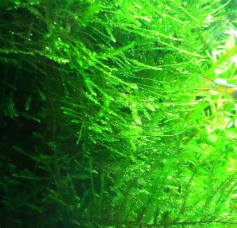 A Guide to the Best Aquarium Moss for Beginners and Experts - VIVOFISH