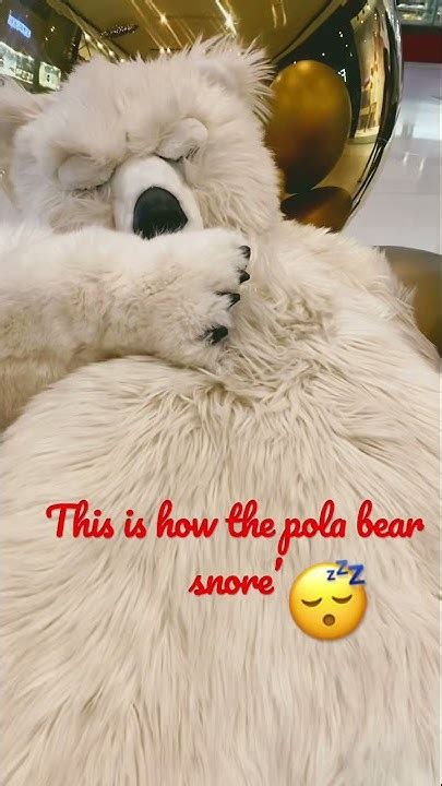 Snoring Polar Bear’ - YouTube