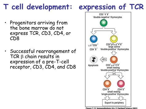 PPT - Lymphocyte development and survival Chapter 7 PowerPoint Presentation - ID:154382