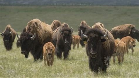 Northern Colorado genetically pure bison herd has quadrupled in size ...