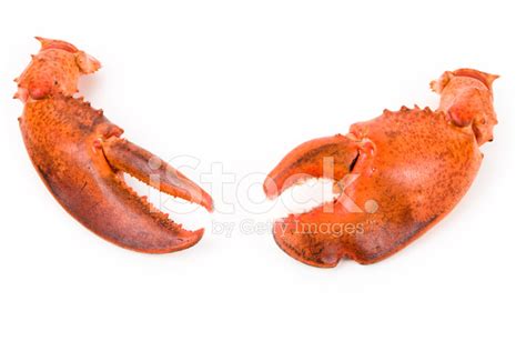 Lobster Claw Stock Photo | Royalty-Free | FreeImages