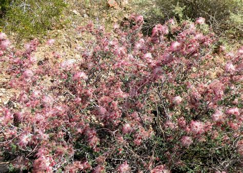 Arizona Desert Wildflower Pictures | WanderWisdom