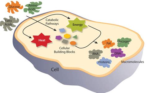 6.2: Metabolism Overview - Medicine LibreTexts