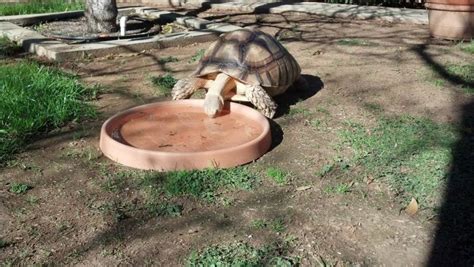 sulcata tortoise care group - Marhta Judge