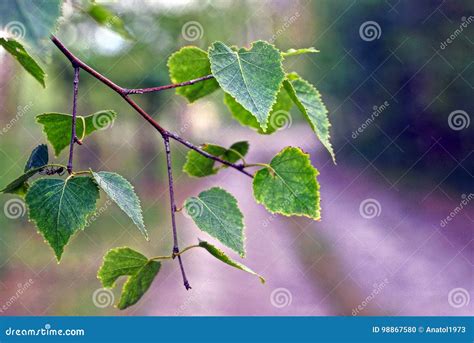 A Thin Branch of Birch Trees with Small Green Leaves on the Street Stock Photo - Image of branch ...