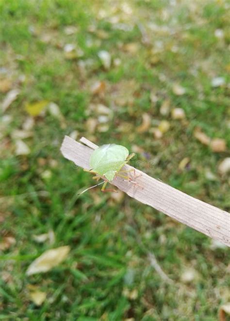 Green Leaf Camouflage Insect Stock Image - Image of avoid, camouflage: 146728935